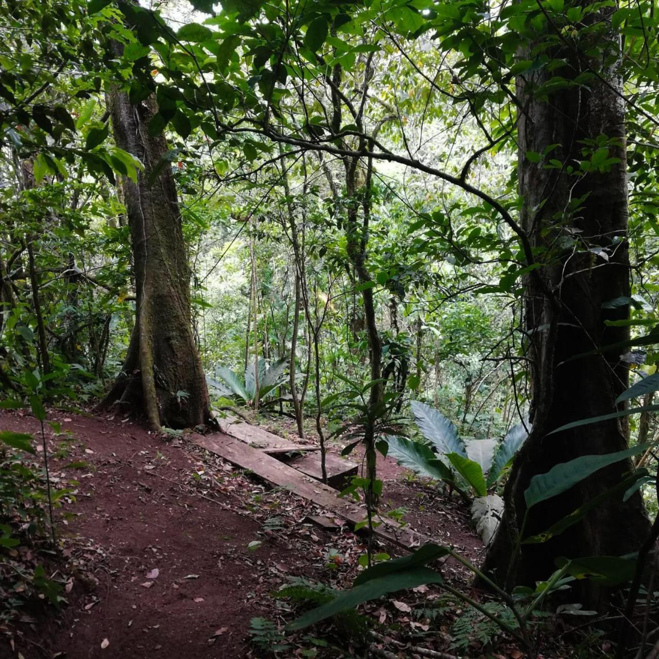 Casa Urraca, Magnifica Vista Al Oceano Pacifico Villa Monteverde Eksteriør billede